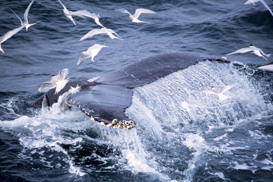 Akureyri: Whale Watching in the Midnight Sun - Sound on the boat: bring your strategy, not just your ears