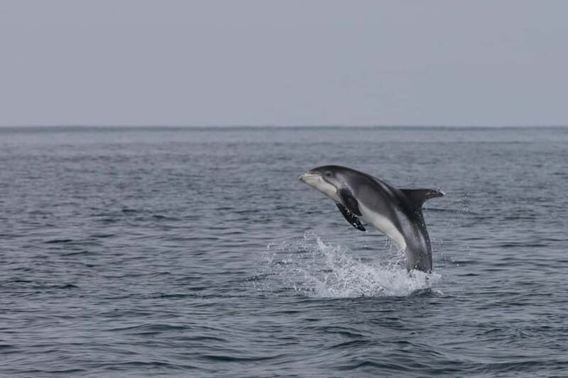 Akureyri: Whale Watching Shore Excursions - Key Highlights You’ll Care About