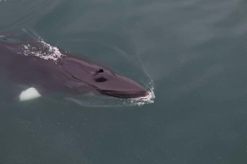 Akureyri: Whale Watching Shore Excursions - How the Crew Finds Whales: More Than Just Luck