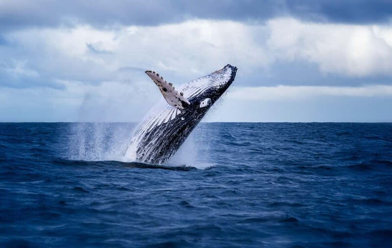 Akureyri: Whale Watching Shore Excursions - A Fast Catamaran on Eyjafjörður Fjord: Why the Boat Choice Matters