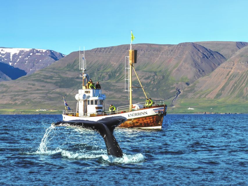 Árskógssandur: Whale-Watching Boat Trip - Key Things You’ll Notice On This Whale-Watching Boat Trip