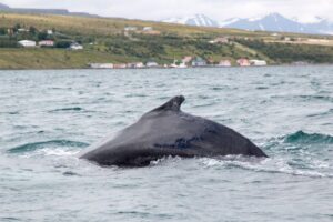 Árskógssandur: Whale-Watching Boat Trip - Meeting At Hótel Kaldi: Quick Start, Easy Flow