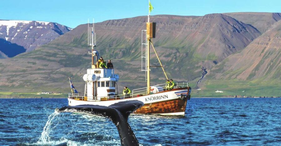 Árskógssandur: Whale-Watching Boat Trip - The Traditional Oak Boat Experience: Comfortable Viewing, Not Crowded Chaos