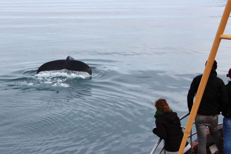 Árskógssandur: Whale-Watching Boat Trip - What Happens On The Water (And What You’ll Actually See)