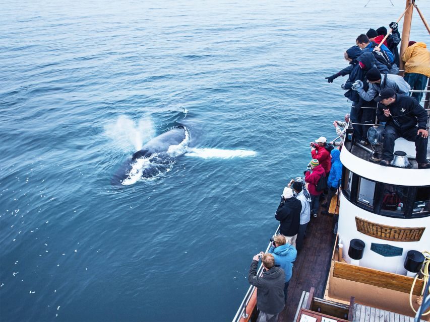 Árskógssandur: Whale-Watching Boat Trip - The Hot Chocolate And Cinnamon Bun Part Is Not Just a Treat