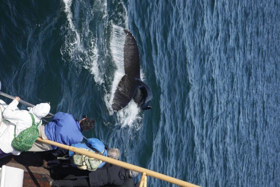Árskógssandur: Whale-Watching Boat Trip - Weather Is The Wild Card (But You’re Not Left Guessing)