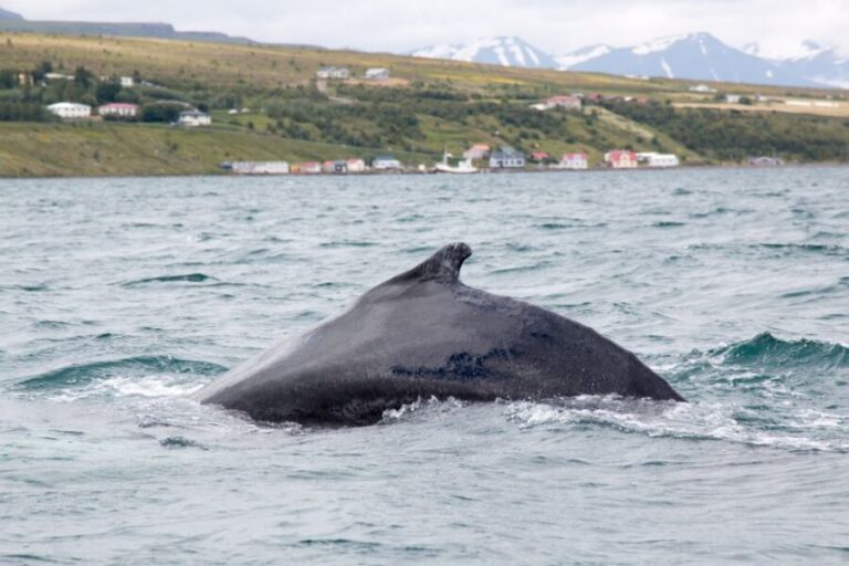 Árskógssandur: Whale-Watching Boat Trip