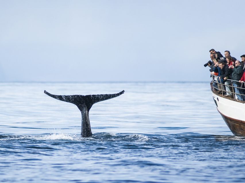 Árskógssandur: Whale-Watching Boat Trip - Who This Tour Fits Best (And Who Might Want Another Option)