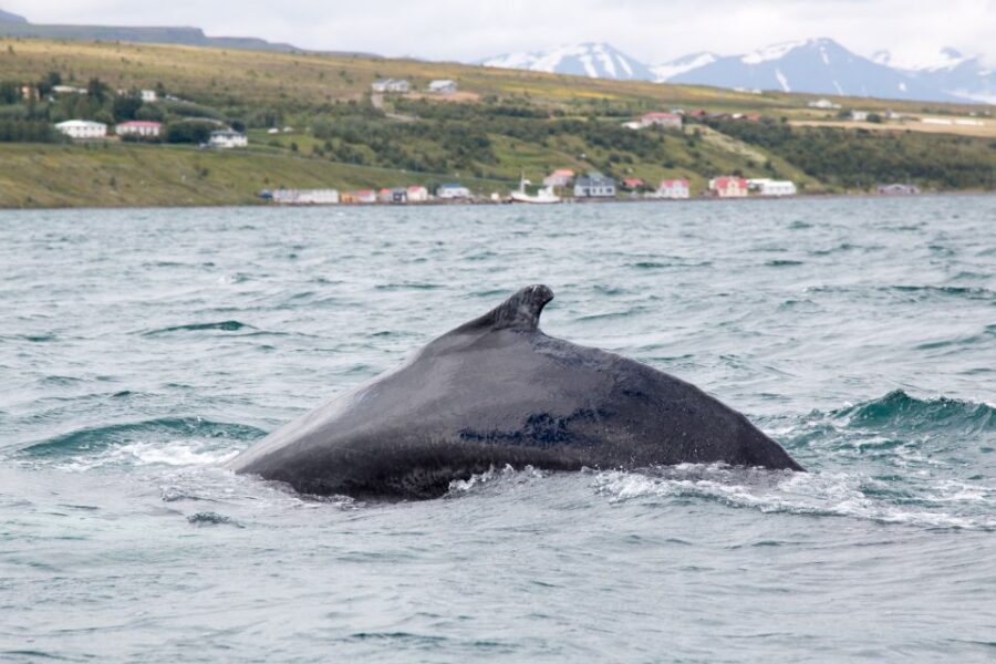Árskógssandur: Whale-Watching Boat Trip - Meeting At Hótel Kaldi: Quick Start, Easy Flow