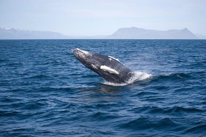 ATV & Whale Watching Full day adventure in Reykjavik - Lunch in the Reykjavik harbor: a cozy reset before the boat