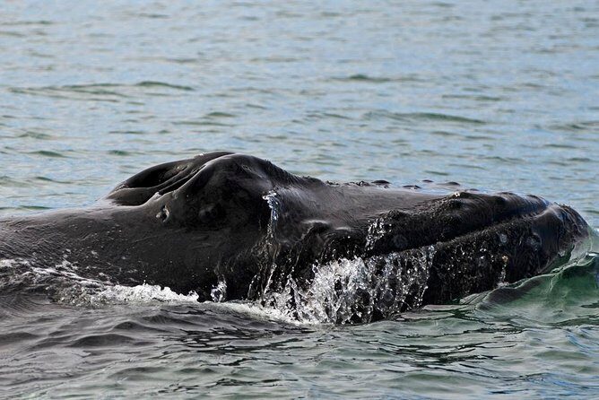 ATV & Whale Watching Full day adventure in Reykjavik - The whale watching cruise from Reykjavik harbor: 3 hours of guided searching