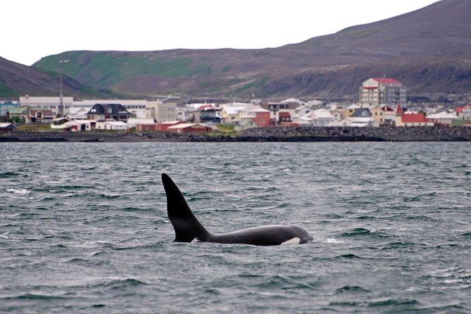 ATV & Whale Watching Full day adventure in Reykjavik - Why sightings aren’t guaranteed (and how to set expectations right)