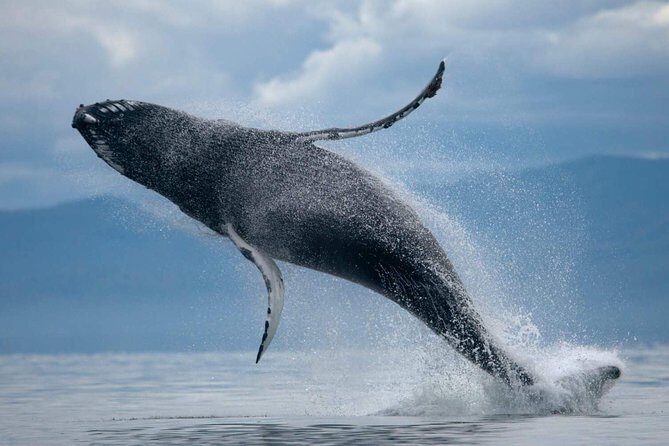 ATV & Whale Watching Full day adventure in Reykjavik