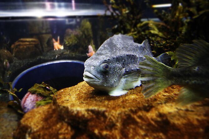 Beluga and Puffin Sanctuary Visitor Centre with Aquarium - Key highlights in this Vik sanctuary visit