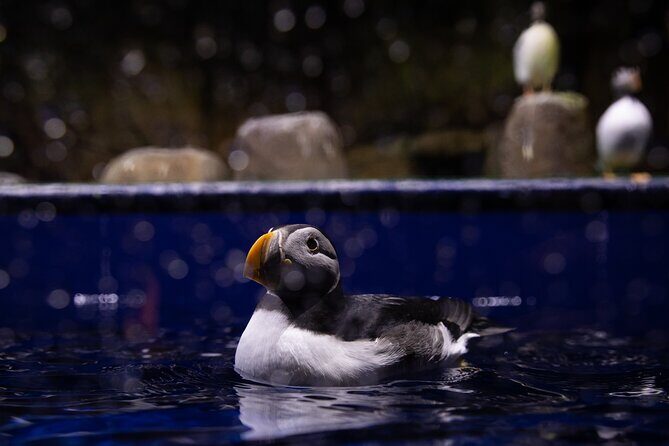 Beluga and Puffin Sanctuary Visitor Centre with Aquarium - How this 40-minute sanctuary visit fits into a day in Vik