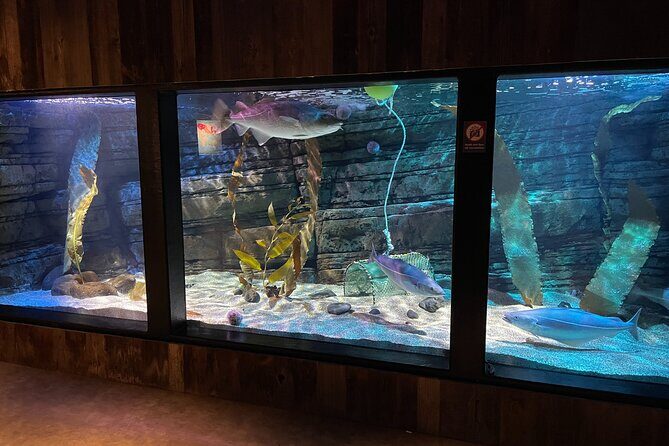 Beluga and Puffin Sanctuary Visitor Centre with Aquarium - What the short tour experience feels like on the ground