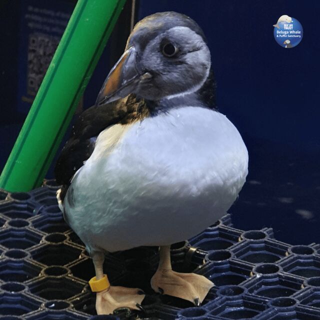 Beluga Whale Sanctuary - Admissions - Beluga whales in Vestmannaeyjar: what makes this sanctuary different