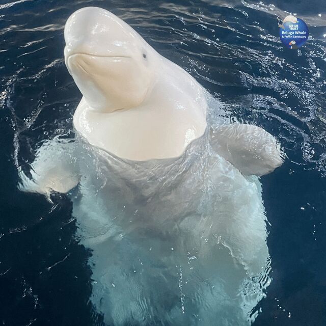 Beluga Whale Sanctuary - Admissions - Timing, ferry logistics, and how to fit it into your South Iceland day
