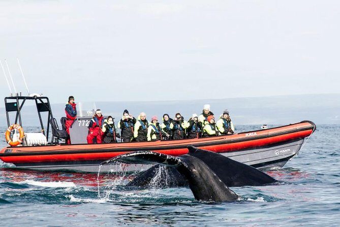 Big Whales & Puffins RIB boat tour from Húsavík - Where this RIB tour fits in Húsavík
