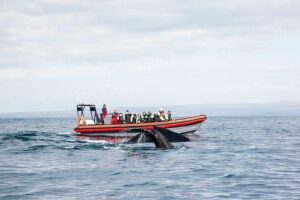 Big Whales & Puffins RIB boat tour from Húsavík - The boat setup: why 12 seats can beat big ships