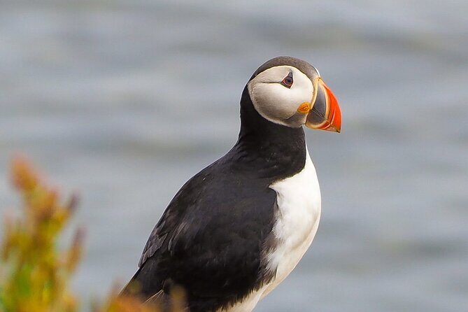 Big Whales & Puffins RIB boat tour from Húsavík - Skjálfandi Bay: how the crew finds whales fast