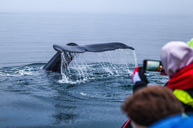 Big Whales & Puffins RIB boat tour from Húsavík - Lundey and puffins: what changes by season
