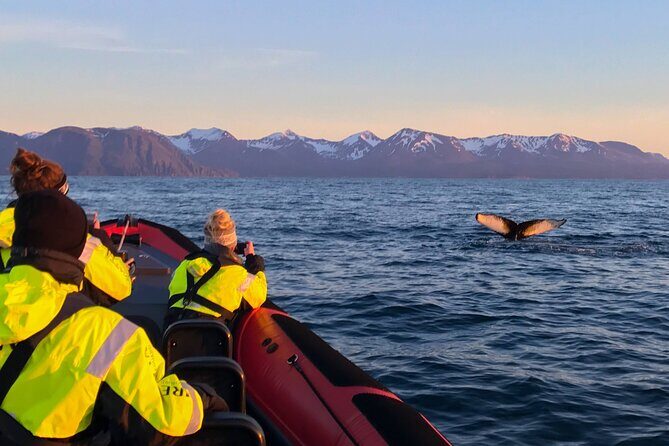 Big Whales & Puffins RIB boat tour from Húsavík - Tjörnes peninsula: the fossil bonus stop