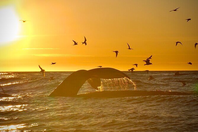 Big Whales & Puffins RIB boat tour from Húsavík - The 2-hour pacing: why it feels just right
