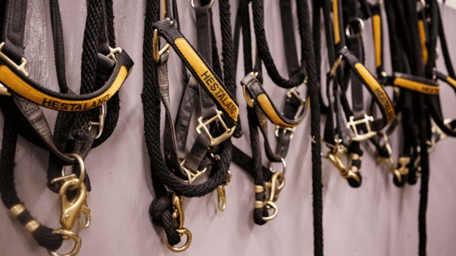 Borgarnes: Horseback Riding Tour with Prep Lesson