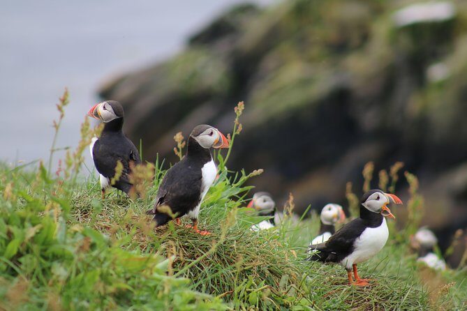 Classic Puffin Watching Cruise from Downtown Reykjavík - Key points worth knowing