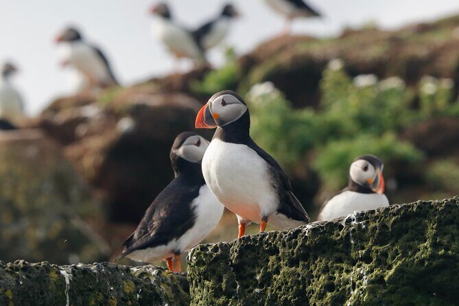 Classic Puffin Watching Cruise from Downtown Reykjavík - Why puffins off Reykjavik feel surprisingly close