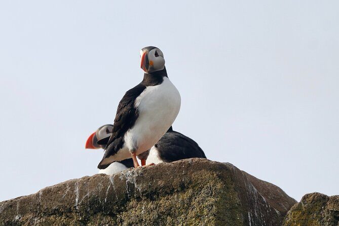 Classic Puffin Watching Cruise from Downtown Reykjavík - Getting landmark views from the water