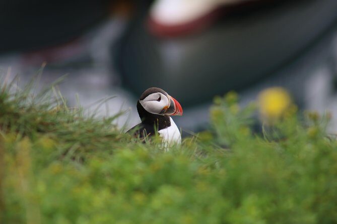 Classic Puffin Watching Cruise from Downtown Reykjavík - What’s included for $60 and why it’s real value