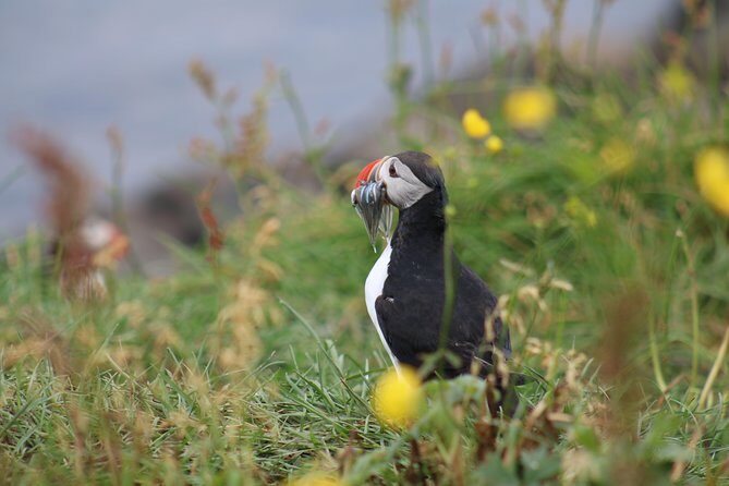 Classic Puffin Watching Cruise from Downtown Reykjavík - Should you book the Classic Puffin Watching Cruise?