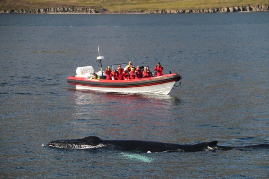 Dalvík: Whale Watching Speedboat Tour - Key highlights you’ll feel on the water