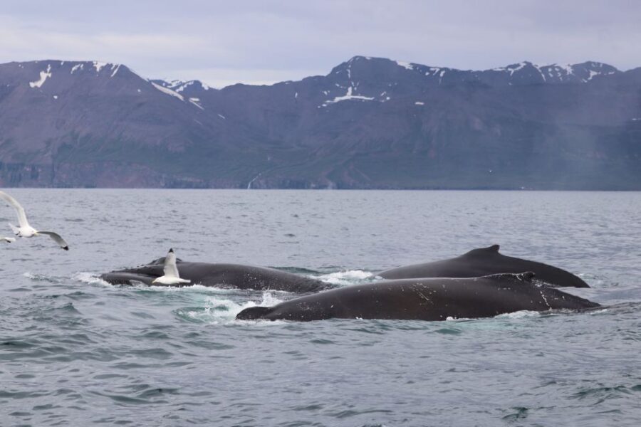 Dalvík: Whale Watching Speedboat Tour - What “small group” really means for your viewing