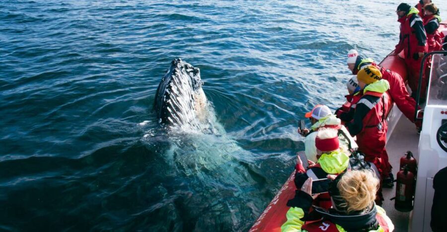 Dalvík: Whale Watching Speedboat Tour - Dalvík rib speedboat: the “find them first” approach