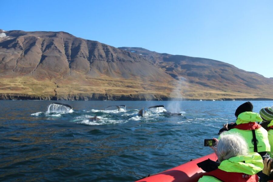 Dalvík: Whale Watching Speedboat Tour - Gear and comfort: floatation coveralls, goggles, and warmth