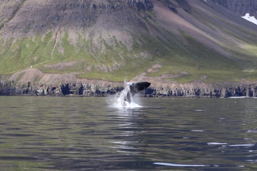 Dalvík: Whale Watching Speedboat Tour - Eyjafjordur cruise #1: scenic views and first wildlife scans