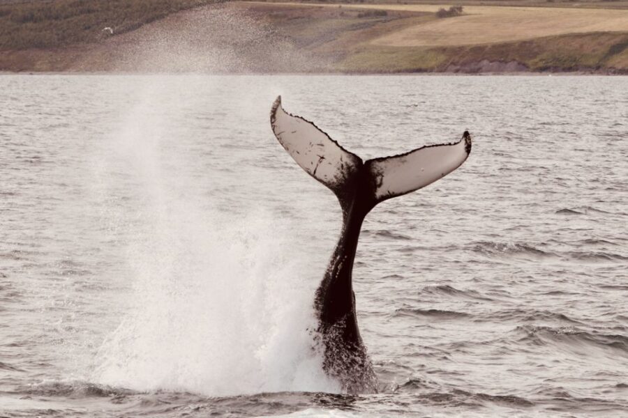 Dalvík: Whale Watching Speedboat Tour - Dolphin and whale watching block: where the real action happens