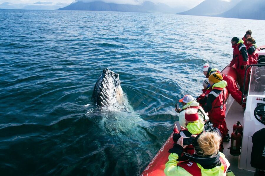 Dalvík: Whale Watching Speedboat Tour - Cruise #2 back through the fjord: a second chance at sightings
