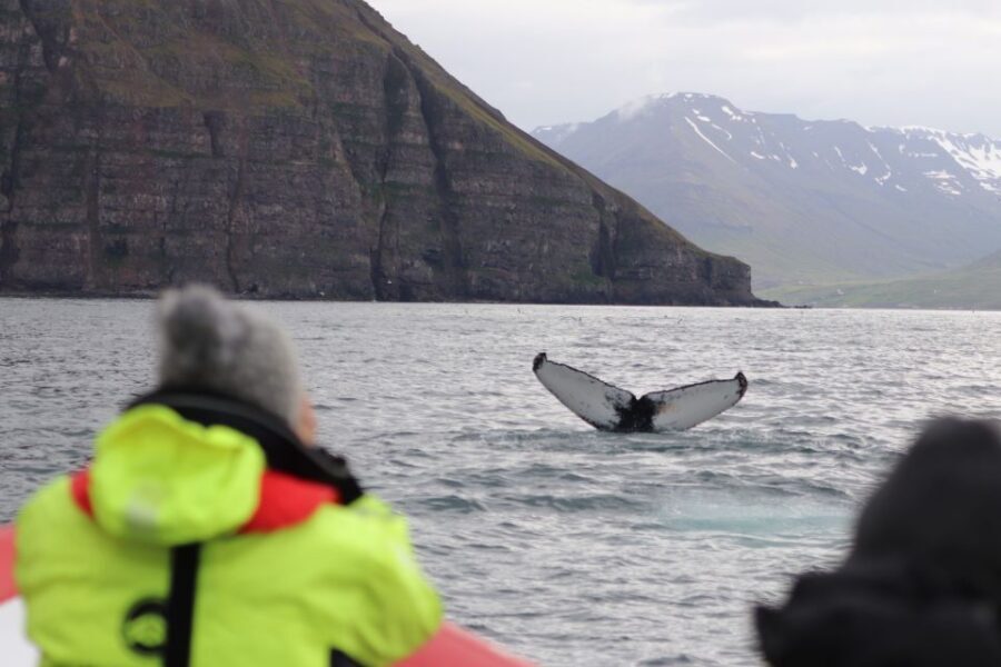 Dalvík: Whale Watching Speedboat Tour - Puffins in season: Atlantic birds as the bonus show