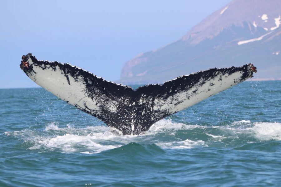 Dalvík: Whale Watching Speedboat Tour - Who this tour suits best (and who should skip it)