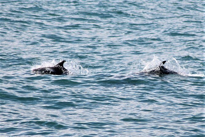 Deluxe Whale Watching and Whales of Iceland Exhibition Combo from Reykjavik - Where you start in Reykjavik and what your timing should look like