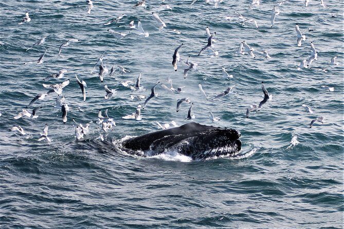 Deluxe Whale Watching and Whales of Iceland Exhibition Combo from Reykjavik - Spotting whales: your odds, what to look for, and what to manage