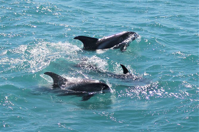 Deluxe Whale Watching and Whales of Iceland Exhibition Combo from Reykjavik - Price and value: is $120 a fair deal?