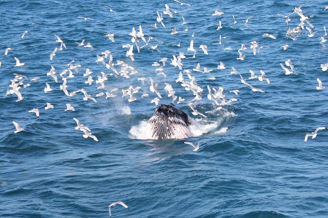 Deluxe Whale Watching and Whales of Iceland Exhibition Combo from Reykjavik