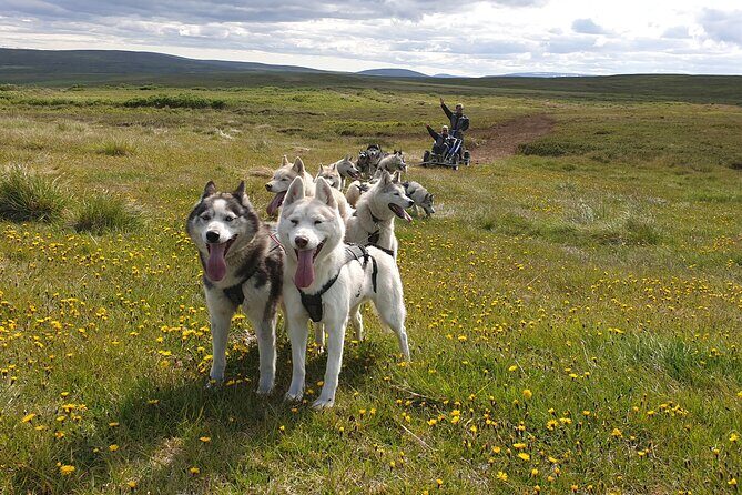 Dog Sledding and Mushing Experience by Siberian Husky in Iceland - Quick hits: what makes this husky tour work