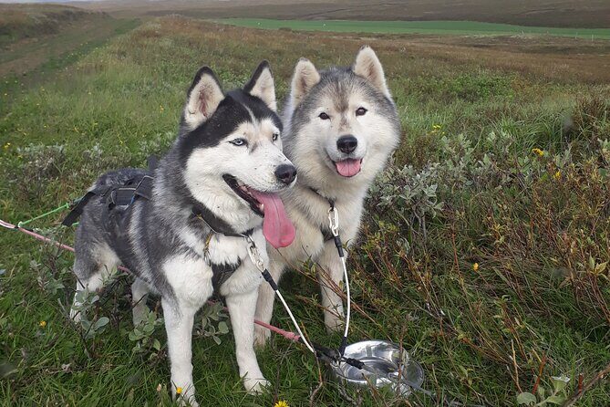 Dog Sledding and Mushing Experience by Siberian Husky in Iceland - Why a dry-land husky cart ride is the summer version that makes sense