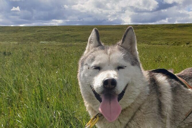 Dog Sledding and Mushing Experience by Siberian Husky in Iceland - Vallholt in North Iceland: the setting that keeps the tour feeling real